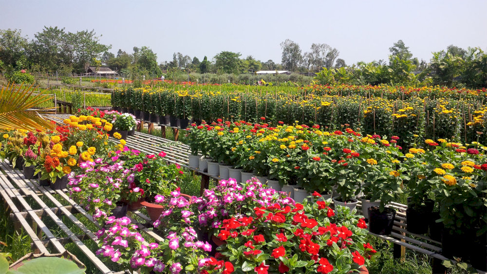 Ngắm nhìn nhiều loại hoa độc đáo khoe sắc